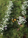 Snowdrops, galanthus nivalis, and a few crocuses Royalty Free Stock Photo