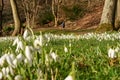 Snowdrops (Galanthus nivalis) Royalty Free Stock Photo