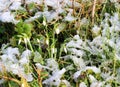 Snowdrops (Galanthus) in the snow.