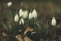 Snowdrops - Galanthus