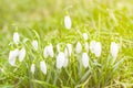 Snowdrops. Galanthus. Spring flowers in green sunlit grass. Overexposed.