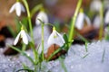 Snowdrops Galanthus in the spring forest