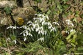 Snowdrops Galanthus