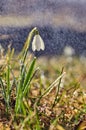 Snowdrops in the garden of spring rain 3