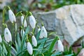 Snowdrops in the garden in the springtime Royalty Free Stock Photo