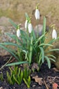 Snowdrops in the garden in the sprintime Royalty Free Stock Photo