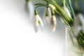 Snowdrops in glass vase, closeup with copyspace Royalty Free Stock Photo