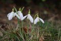 Snowdrops in grass Royalty Free Stock Photo