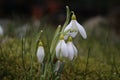 Snowdrops in grass Royalty Free Stock Photo