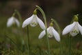 Snowdrops in grass Royalty Free Stock Photo