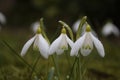 Snowdrops in grass Royalty Free Stock Photo