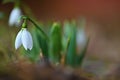Snowdrops in grass in the garden. Beautiful first spring flowers. Colorful natural background. Galanthus. Royalty Free Stock Photo