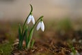 Snowdrops in grass in the garden. Beautiful first spring flowers. Colorful natural background. Galanthus. Royalty Free Stock Photo