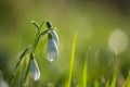 Snowdrops in grass after the rain Royalty Free Stock Photo