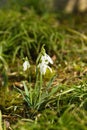 Snowdrops