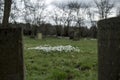 Snowdrops in a graveyard Royalty Free Stock Photo