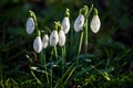 Snowdrops in the green grass