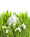 Snowdrops in green grass with wet drops Royalty Free Stock Photo
