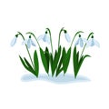 Snowdrops grow in early spring