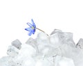 Snowdrops- growing from ice.The first spring flowers Royalty Free Stock Photo