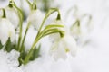 Snowdrops Growing In Snow Royalty Free Stock Photo