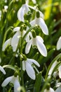 Snowdrops growing in winter sunshine in lush grassland in English countryside