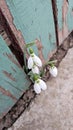 Snowdrops grown by the fence near the celebration of March 1 and March 8 - Ciochina, Romania