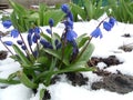 Snowdrops are harbingers of spring