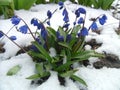 Snowdrops are harbingers of spring