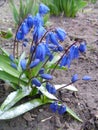 Snowdrops are harbingers of spring