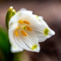 snowdrops are harbingers of spring, snowdrops are popular ornamental plants, spring