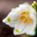 snowdrops are harbingers of spring, snowdrops are popular ornamental plants, spring