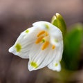 snowdrops are harbingers of spring, snowdrops are popular ornamental plants, spring