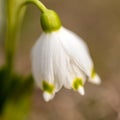 snowdrops are harbingers of spring, snowdrops are popular ornamental plants, spring