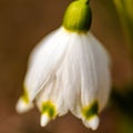 snowdrops are harbingers of spring, snowdrops are popular ornamental plants, spring