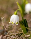 snowdrops are harbingers of spring, snowdrops are popular ornamental plants, spring