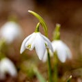 snowdrops are harbingers of spring, snowdrops are popular ornamental plants, spring