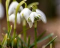 snowdrops are harbingers of spring, snowdrops are popular ornamental plants, spring