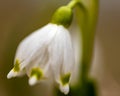 snowdrops are harbingers of spring, snowdrops are popular ornamental plants, spring