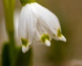 snowdrops are harbingers of spring, snowdrops are popular ornamental plants, spring