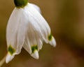 snowdrops are harbingers of spring, snowdrops are popular ornamental plants, spring