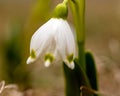 snowdrops are harbingers of spring, snowdrops are popular ornamental plants, spring