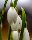 snowdrops are harbingers of spring, snowdrops are popular ornamental plants, spring