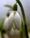 snowdrops are harbingers of spring, snowdrops are popular ornamental plants, spring