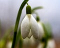 snowdrops are harbingers of spring, snowdrops are popular ornamental plants, spring