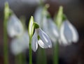 Snowdrops have already begun to appear in the forest