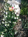 Snowdrops have bloomed little mouse you wont understand what happened to them