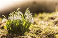 Snowdrops