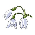 Illustration of 3 snowdrops flowers in the graphics. the first color spring flowers