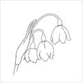 Snowdrops illustration in vector .Black and white spring flowers. outline of flowers